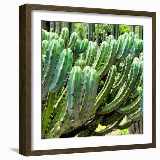 ¡Viva Mexico! Square Collection - Cardon Cactus VI-Philippe Hugonnard-Framed Photographic Print