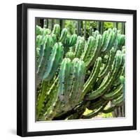 ¡Viva Mexico! Square Collection - Cardon Cactus VI-Philippe Hugonnard-Framed Photographic Print