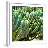 ¡Viva Mexico! Square Collection - Cardon Cactus VI-Philippe Hugonnard-Framed Photographic Print