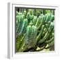 ¡Viva Mexico! Square Collection - Cardon Cactus VI-Philippe Hugonnard-Framed Photographic Print