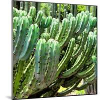 ¡Viva Mexico! Square Collection - Cardon Cactus VI-Philippe Hugonnard-Mounted Photographic Print
