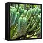 ¡Viva Mexico! Square Collection - Cardon Cactus VI-Philippe Hugonnard-Framed Stretched Canvas