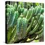 ¡Viva Mexico! Square Collection - Cardon Cactus VI-Philippe Hugonnard-Stretched Canvas