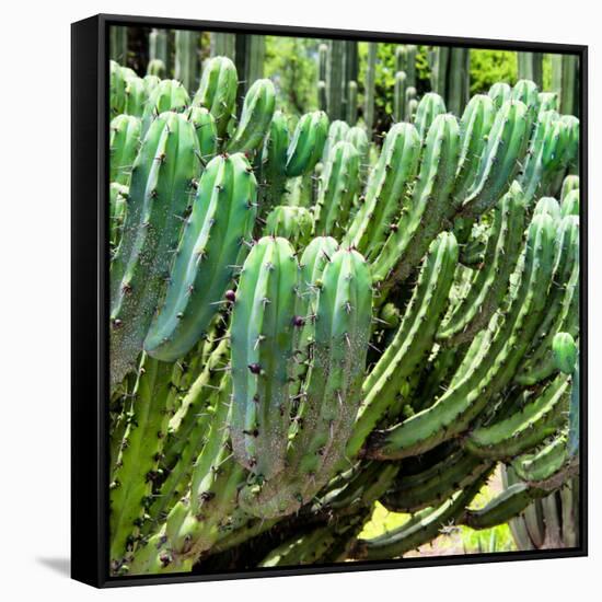 ¡Viva Mexico! Square Collection - Cardon Cactus VI-Philippe Hugonnard-Framed Stretched Canvas