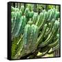 ¡Viva Mexico! Square Collection - Cardon Cactus VI-Philippe Hugonnard-Framed Stretched Canvas