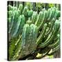 ¡Viva Mexico! Square Collection - Cardon Cactus VI-Philippe Hugonnard-Stretched Canvas