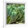 ¡Viva Mexico! Square Collection - Cardon Cactus VI-Philippe Hugonnard-Framed Photographic Print