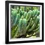 ¡Viva Mexico! Square Collection - Cardon Cactus VI-Philippe Hugonnard-Framed Photographic Print