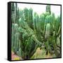 ¡Viva Mexico! Square Collection - Cardon Cactus VII-Philippe Hugonnard-Framed Stretched Canvas