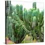 ¡Viva Mexico! Square Collection - Cardon Cactus VII-Philippe Hugonnard-Stretched Canvas