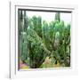 ¡Viva Mexico! Square Collection - Cardon Cactus VII-Philippe Hugonnard-Framed Photographic Print