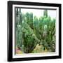 ¡Viva Mexico! Square Collection - Cardon Cactus VII-Philippe Hugonnard-Framed Photographic Print