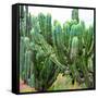 ¡Viva Mexico! Square Collection - Cardon Cactus VII-Philippe Hugonnard-Framed Stretched Canvas