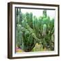 ¡Viva Mexico! Square Collection - Cardon Cactus VII-Philippe Hugonnard-Framed Photographic Print