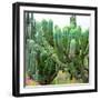 ¡Viva Mexico! Square Collection - Cardon Cactus VII-Philippe Hugonnard-Framed Photographic Print