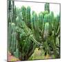 ¡Viva Mexico! Square Collection - Cardon Cactus VII-Philippe Hugonnard-Mounted Photographic Print