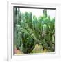 ¡Viva Mexico! Square Collection - Cardon Cactus VII-Philippe Hugonnard-Framed Photographic Print