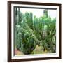 ¡Viva Mexico! Square Collection - Cardon Cactus VII-Philippe Hugonnard-Framed Photographic Print