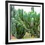 ¡Viva Mexico! Square Collection - Cardon Cactus VII-Philippe Hugonnard-Framed Photographic Print