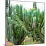 ¡Viva Mexico! Square Collection - Cardon Cactus VII-Philippe Hugonnard-Mounted Photographic Print