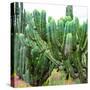 ¡Viva Mexico! Square Collection - Cardon Cactus VII-Philippe Hugonnard-Stretched Canvas