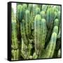 ?Viva Mexico! Square Collection - Cardon Cactus VIII-Philippe Hugonnard-Framed Stretched Canvas