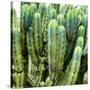 ?Viva Mexico! Square Collection - Cardon Cactus VIII-Philippe Hugonnard-Stretched Canvas