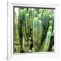 ?Viva Mexico! Square Collection - Cardon Cactus VIII-Philippe Hugonnard-Framed Photographic Print