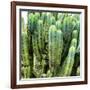 ?Viva Mexico! Square Collection - Cardon Cactus VIII-Philippe Hugonnard-Framed Photographic Print