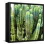 ?Viva Mexico! Square Collection - Cardon Cactus VIII-Philippe Hugonnard-Framed Stretched Canvas