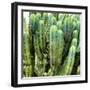 ?Viva Mexico! Square Collection - Cardon Cactus VIII-Philippe Hugonnard-Framed Photographic Print