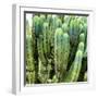 ?Viva Mexico! Square Collection - Cardon Cactus VIII-Philippe Hugonnard-Framed Photographic Print