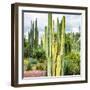 ¡Viva Mexico! Square Collection - Cardon Cactus X-Philippe Hugonnard-Framed Photographic Print