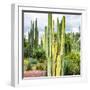 ¡Viva Mexico! Square Collection - Cardon Cactus X-Philippe Hugonnard-Framed Photographic Print