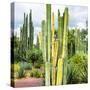 ¡Viva Mexico! Square Collection - Cardon Cactus X-Philippe Hugonnard-Stretched Canvas