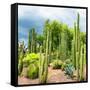 ¡Viva Mexico! Square Collection - Cardon Cactus-Philippe Hugonnard-Framed Stretched Canvas