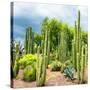 ¡Viva Mexico! Square Collection - Cardon Cactus-Philippe Hugonnard-Stretched Canvas