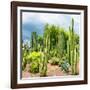 ¡Viva Mexico! Square Collection - Cardon Cactus-Philippe Hugonnard-Framed Photographic Print