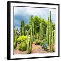 ¡Viva Mexico! Square Collection - Cardon Cactus-Philippe Hugonnard-Framed Photographic Print