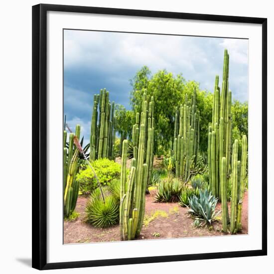 ¡Viva Mexico! Square Collection - Cardon Cactus-Philippe Hugonnard-Framed Photographic Print