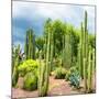 ¡Viva Mexico! Square Collection - Cardon Cactus-Philippe Hugonnard-Mounted Photographic Print