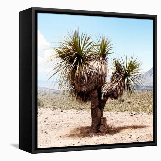 ¡Viva Mexico! Square Collection - Desert Palm Tree II-Philippe Hugonnard-Framed Stretched Canvas