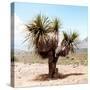 ¡Viva Mexico! Square Collection - Desert Palm Tree II-Philippe Hugonnard-Stretched Canvas