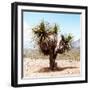 ¡Viva Mexico! Square Collection - Desert Palm Tree II-Philippe Hugonnard-Framed Premium Photographic Print