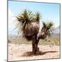 ¡Viva Mexico! Square Collection - Desert Palm Tree II-Philippe Hugonnard-Mounted Premium Photographic Print