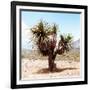 ¡Viva Mexico! Square Collection - Desert Palm Tree II-Philippe Hugonnard-Framed Photographic Print