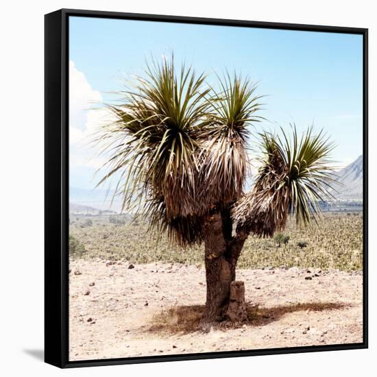 ¡Viva Mexico! Square Collection - Desert Palm Tree II-Philippe Hugonnard-Framed Stretched Canvas