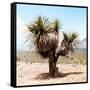 ¡Viva Mexico! Square Collection - Desert Palm Tree II-Philippe Hugonnard-Framed Stretched Canvas