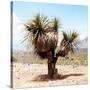 ¡Viva Mexico! Square Collection - Desert Palm Tree II-Philippe Hugonnard-Stretched Canvas