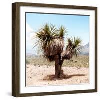 ¡Viva Mexico! Square Collection - Desert Palm Tree II-Philippe Hugonnard-Framed Photographic Print